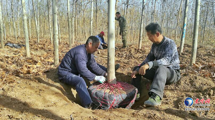 東營區(qū)史口鎮(zhèn)潤泰農民種植專業(yè)合作社 '扶貧樹'變身'搖錢樹'的致富之路