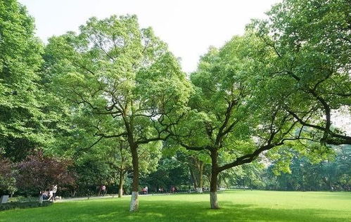 成都綠化苗木供應批發(fā) 哪里性價比高與種植指南