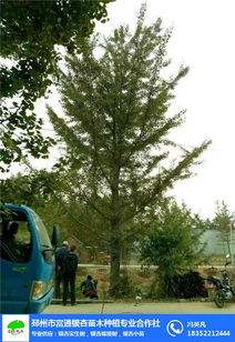 富通銀杏苗木栽培基地 綠色產業(yè)的繁榮之路