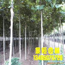 苗木與種相關(guān)產(chǎn)品批發(fā) 開(kāi)啟樹(shù)木種植新篇章