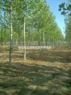 鄆城縣嘉通綠化苗木種植場(chǎng) 打造綠色生態(tài)，推動(dòng)樹木種植產(chǎn)業(yè)化發(fā)展