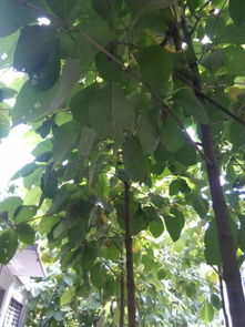 探尋廠區(qū)綠化樹木 識(shí)別、種苗來源與種植指南