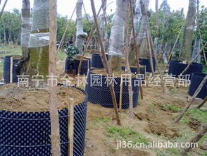 批發(fā)苗木專用控根器 控根快速育苗容器選購指南與廠商推薦