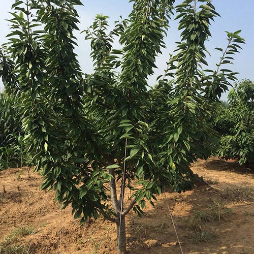 牟平大櫻桃種苗選購指南與市場(chǎng)分析